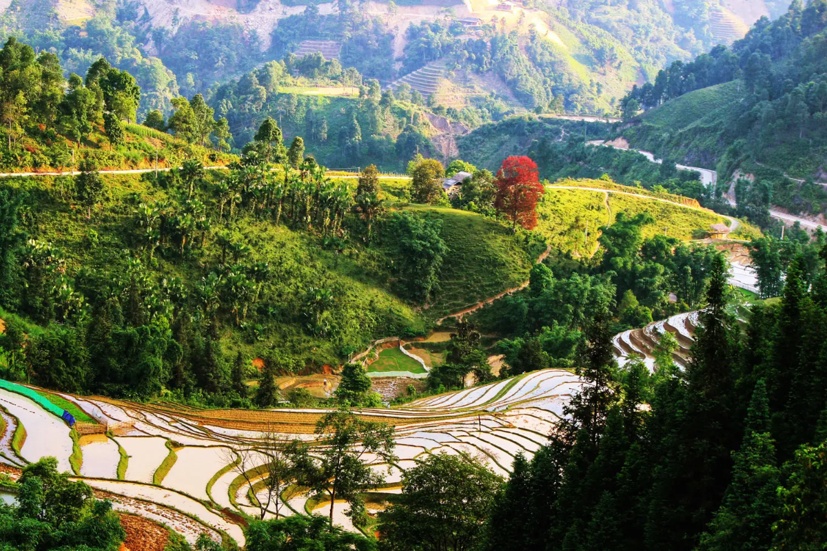 Golden rice terraces in Ban Lien during harvest season